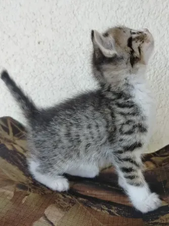 Отдам котят в хорошие руки Донецк