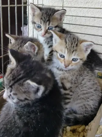 Отдам котят в хорошие руки Донецк