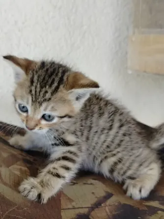 Отдам котят в хорошие руки Донецк