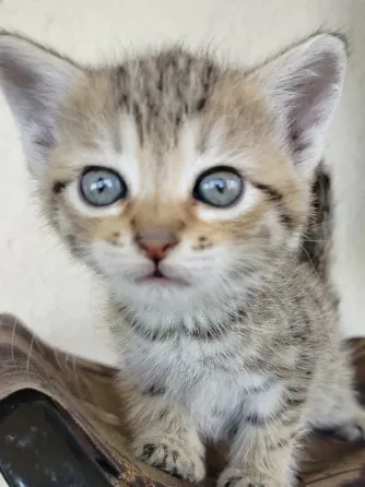 Отдам котят в хорошие руки Донецк