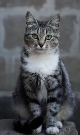 Отдам котят в хорошие руки Донецк