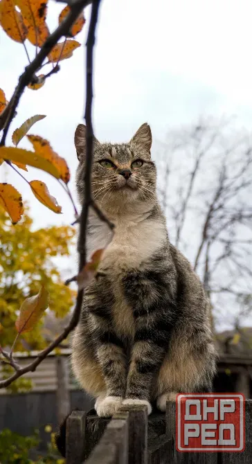 Отдам котят в хорошие руки Донецк - изображение 7