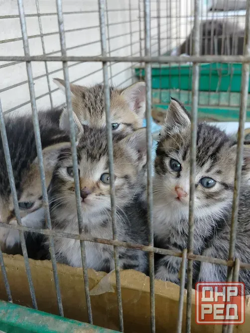 Отдам котят в хорошие руки Донецк - изображение 2