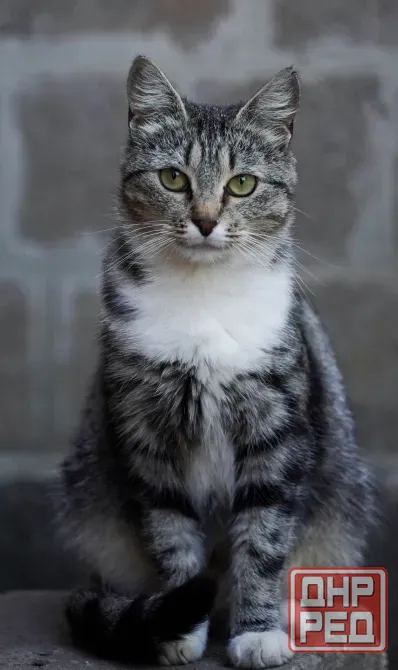 Отдам котят в хорошие руки Донецк - изображение 6