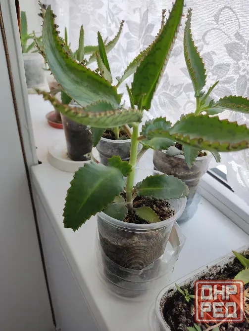 Каланхоэ лечебный, столетник древовидный Донецк - изображение 4