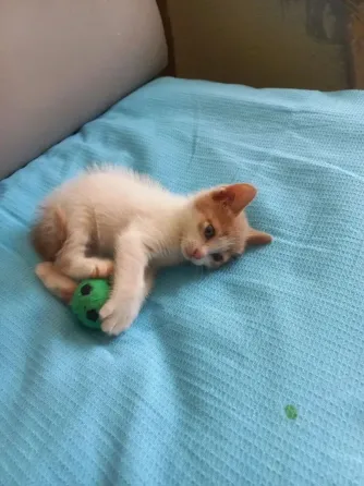 отдам котенка девочку в хорошие руки! Донецк