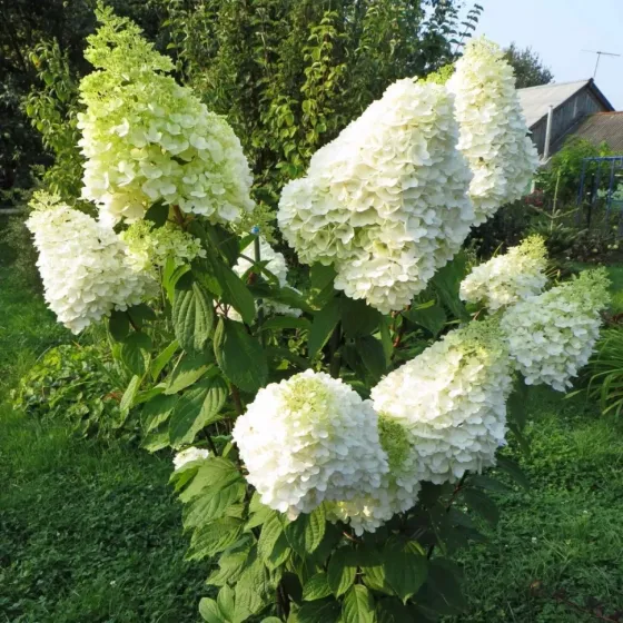 Метельчатая гортензия Донецк