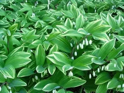 Купена Донецк