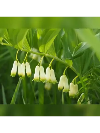 Купена Донецк