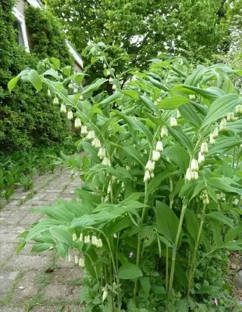 Купена Донецк