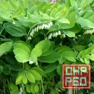 Купена Донецк - изображение 4