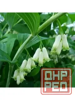 Купена Донецк - изображение 3