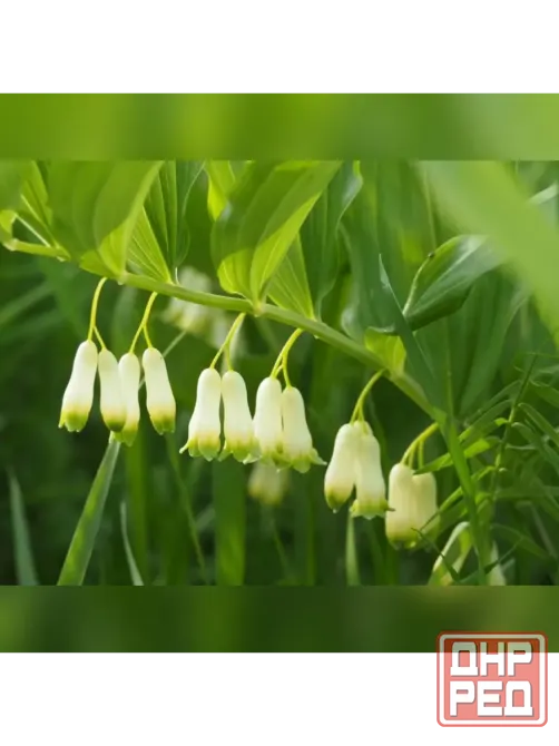 Купена Донецк - изображение 6
