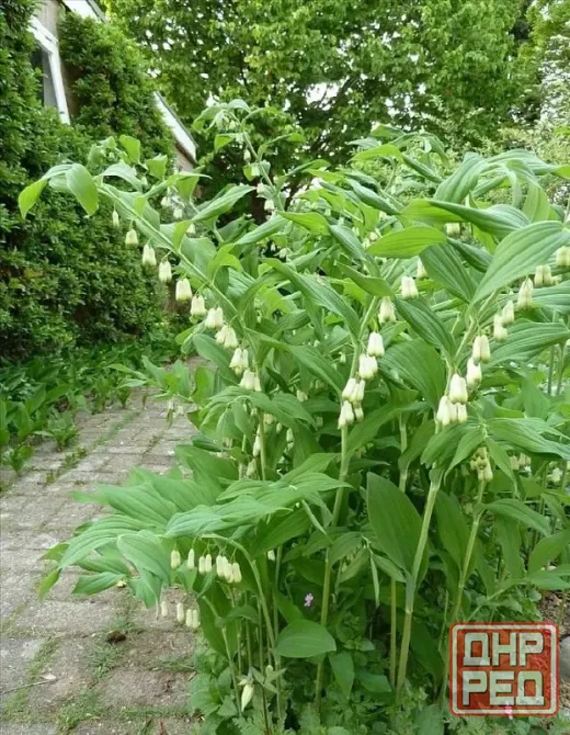 Купена Донецк - изображение 1