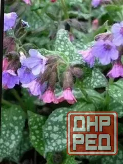 Медуница леопард Донецк - изображение 2
