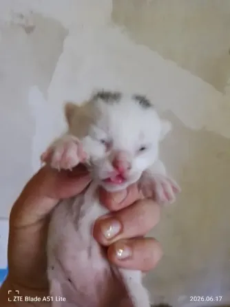 Отдам котят Донецк