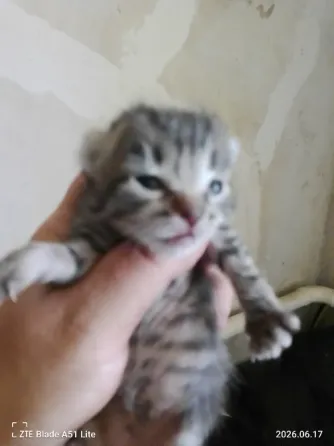 Отдам котят Донецк