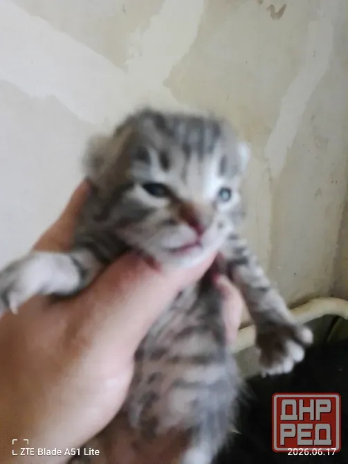 Отдам котят Донецк - изображение 3