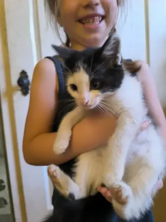 Котята в хорошие руки даром Донецк