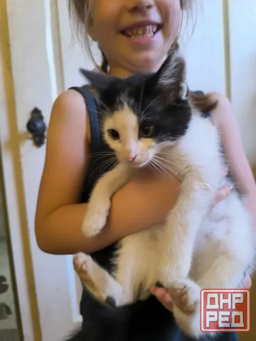 Котята в хорошие руки даром Донецк - изображение 1