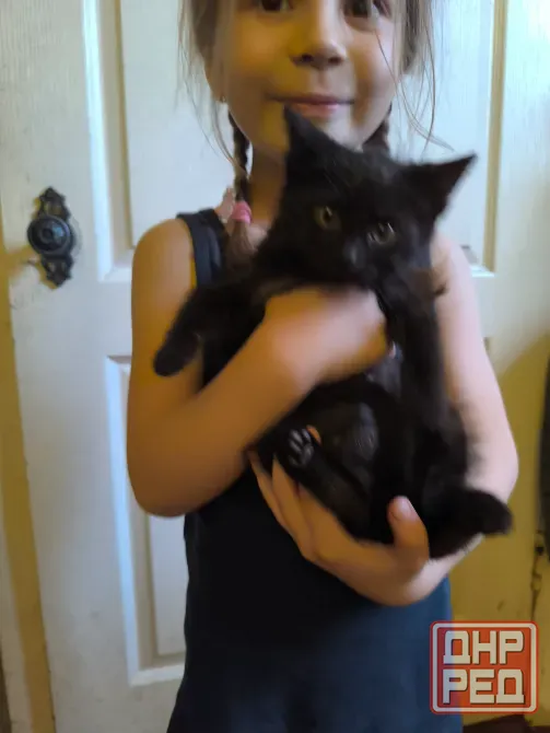 Котята в хорошие руки даром Донецк - изображение 2