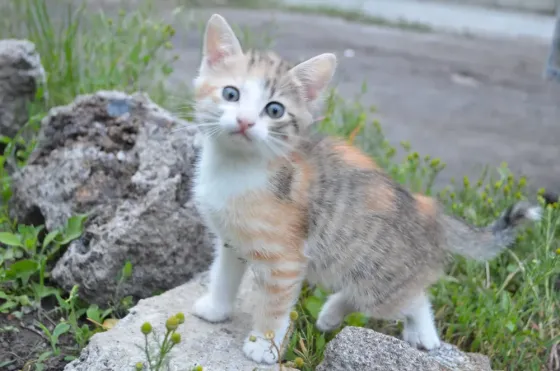котята девочки в добрые руки Донецк