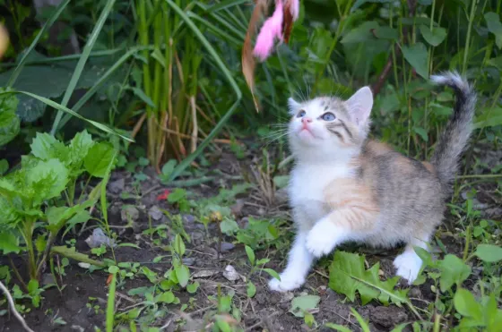 котята девочки в добрые руки Донецк