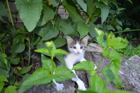 котята девочки в добрые руки Донецк