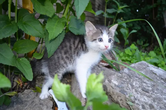 котята девочки в добрые руки Донецк