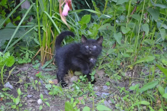 котята девочки в добрые руки Донецк
