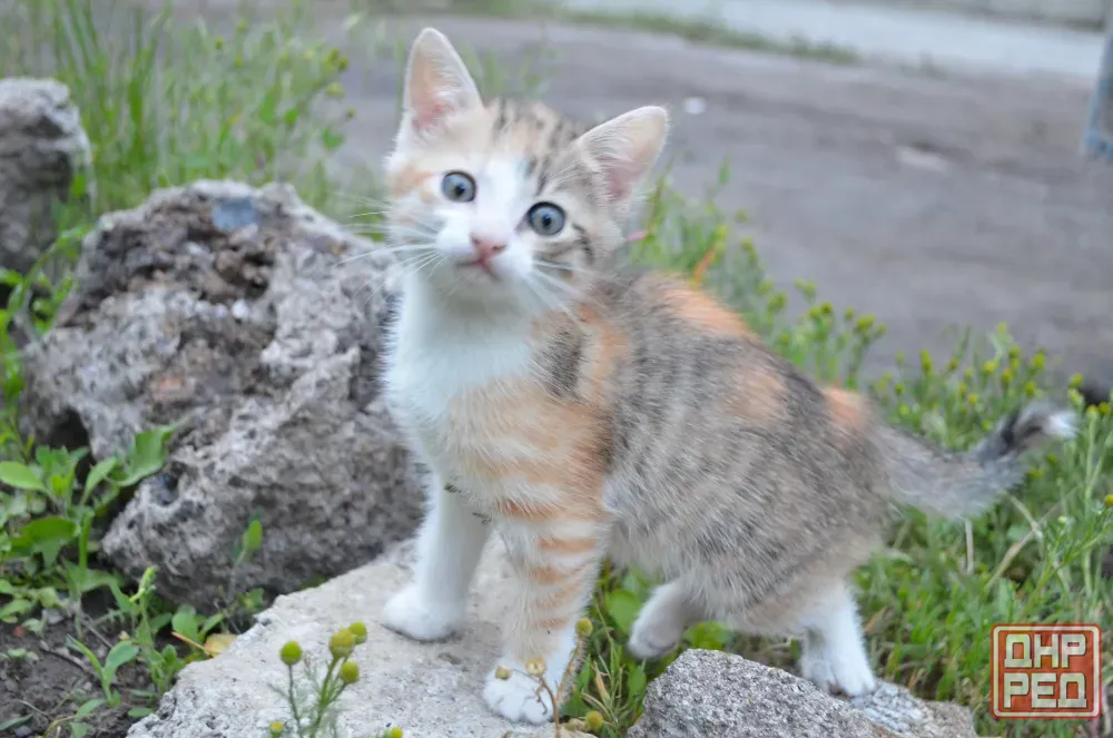 котята девочки в добрые руки Донецк - изображение 6