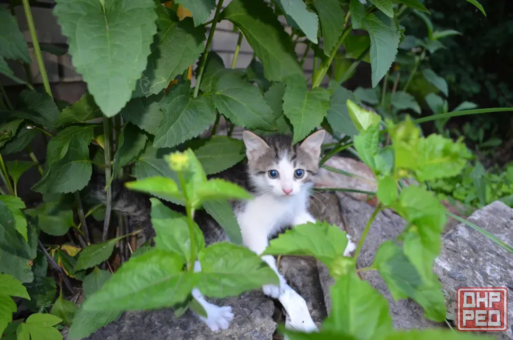 котята девочки в добрые руки Донецк - изображение 3