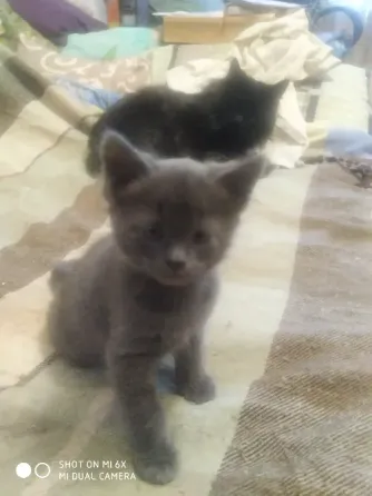 отдам в добрые руки Донецк