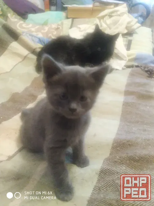 отдам в добрые руки Донецк - изображение 1
