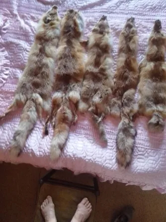 шкурки лисьи выделанные Донецк