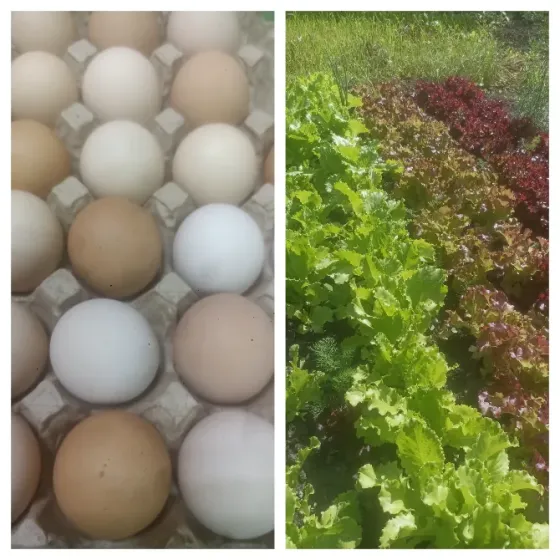 Продам домашнее куриное яйцо Донецк