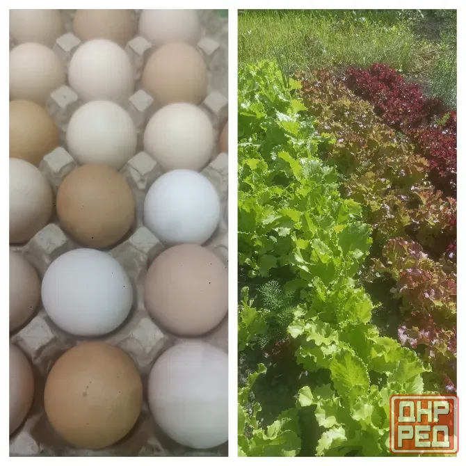 Продам домашнее куриное яйцо Донецк - изображение 1