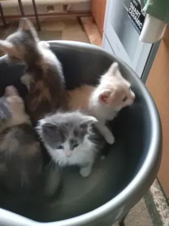 Отдам котят в добрые руки Донецк