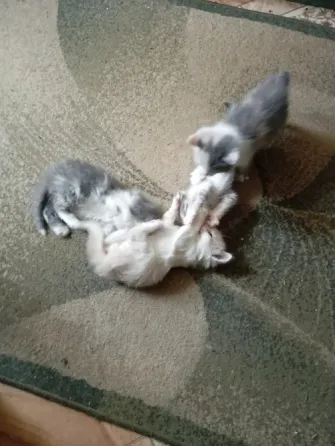 Отдам котят в добрые руки Донецк