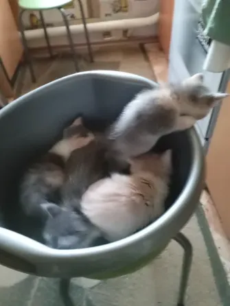 Отдам котят в добрые руки Донецк
