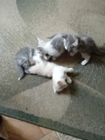 Отдам котят в добрые руки Донецк