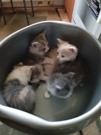 Отдам котят в добрые руки Донецк