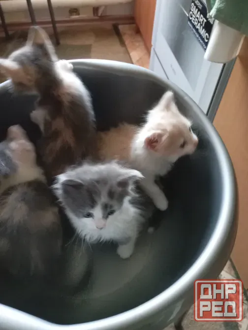 Отдам котят в добрые руки Донецк - изображение 1
