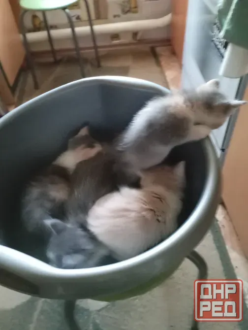 Отдам котят в добрые руки Донецк - изображение 2