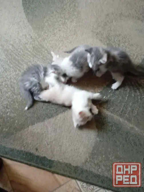 Отдам котят в добрые руки Донецк - изображение 4