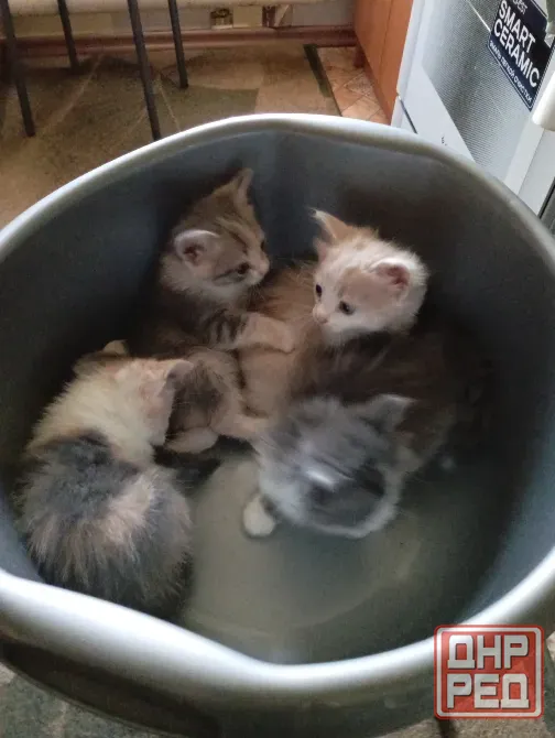 Отдам котят в добрые руки Донецк - изображение 3