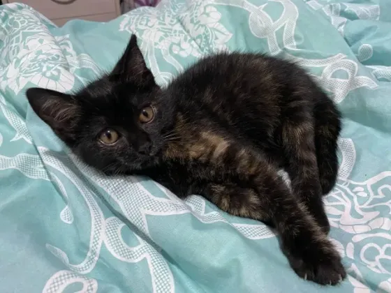 Отдам котенка в добрые руки Макеевка