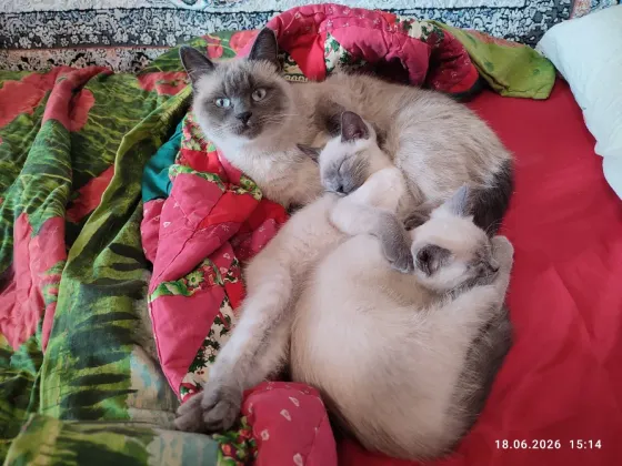 Котята Невской Маскарадной породы ждут хозяев Донецк
