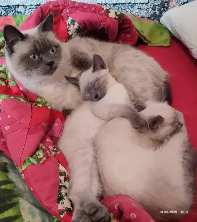 Котята Невской Маскарадной породы ждут хозяев Донецк