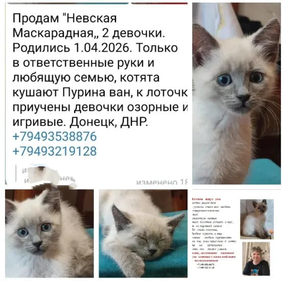 Котята Невской Маскарадной породы ждут хозяев Донецк